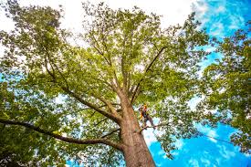 Best Fruit Tree Pruning  in Valley Cottage, NY