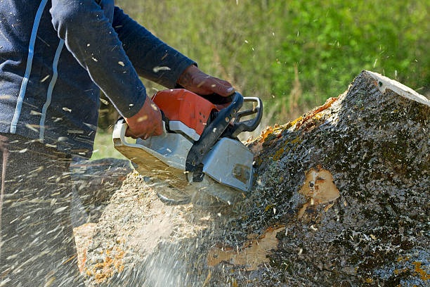 Best Hedge Trimming  in Valley Cottage, NY